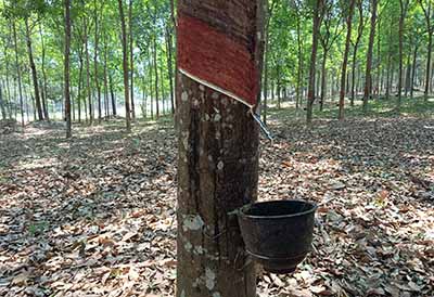 HEVEA caucho, deforestación Adine